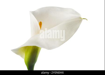 Weiße Calla lily auf weißem Hintergrund Stockfoto