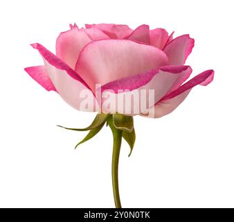 Rosa Rosenblüte isoliert auf weißem Hintergrund Stockfoto