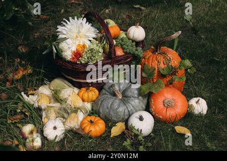 Herbstgarten Stillleben. Kürbisse, Körner und Dahlienblüten im Sonnenlicht. Äpfel, Trauben, Früchte, Olivenzweige im Korb. Herbsternte Stockfoto