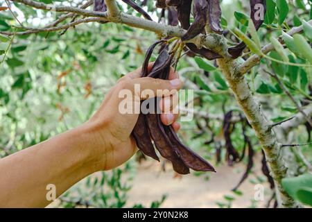 Ein Mann sammelt reife Johannisbrotbohnen, die an den Zweigen eines Johannisbrots hängen, in Katalonien, Spanien Stockfoto