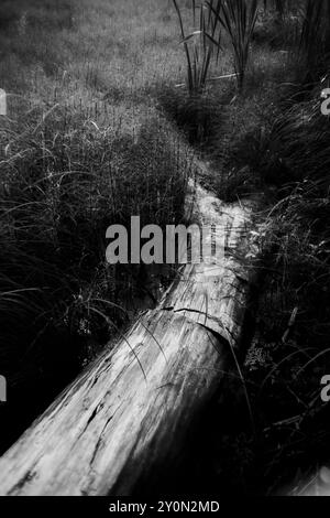 Ein Schwarzweißfoto eines umgestürzten Baumes, der zwischen dichten Gräsern am Ufer eines Sees liegt. Die Szene ist friedlich und natürlich. Stockfoto