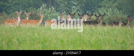 Summer UK, Alert Brave Deer Group Stockfoto