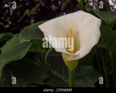 Nahaufnahmen eines arum Lily flower von der Sonne beleuchtet. In den Anden von zentralen Kolumbien erfasst. Stockfoto