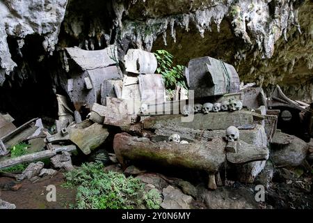 Die historische Grabstätte von Lombok Parinding in Tana Toraja, menschliche Schädel, Knochen und Holzsärge, die in der spektakulären Höhlengruft Sulawesi freigelegt werden Stockfoto