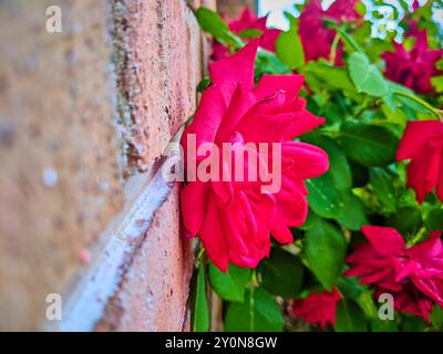 Rote Rose gegen Ziegelmauer bei natürlichem Sonnenlicht Neigung auf Augenhöhe Stockfoto