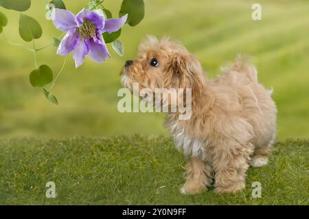 Der entzückende kleine 10 Wochen alte Maltipoo Welpen Hund ist eine Mischung aus maltesischem und Spielzeugpudel Stockfoto