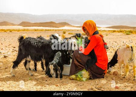 Muzeina Beduinen Mädchen Fütterung Ziegen - Wüste Wadi Arada - Sinai-Halbinsel, Ägypten Stockfoto