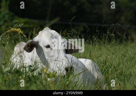 Brasilianische Nelore-Kuh weiden Stockfoto