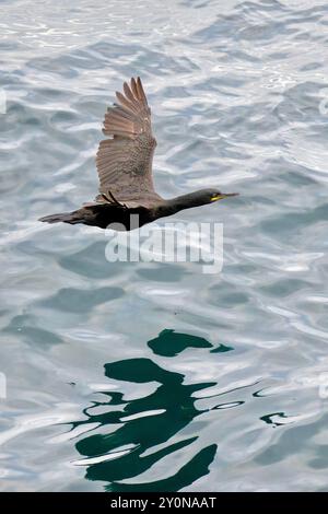 Doppelte Crested Kormoran Stockfoto