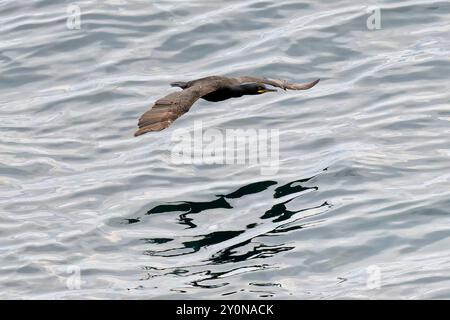 Doppelte Crested Kormoran Stockfoto