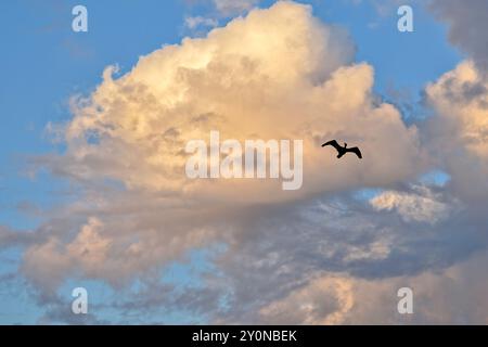 Doppelte Crested Kormoran Stockfoto