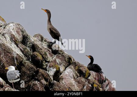 Doppelte Crested Kormoran Stockfoto