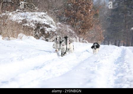 Englischer Springer Spaniel im Schnee, Winterzeit Stockfoto
