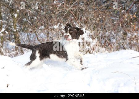 Englischer Springer Spaniel im Schnee, Winterzeit Stockfoto
