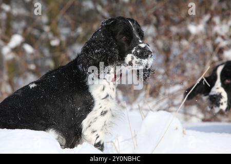 Englischer Springer Spaniel im Schnee, Winterzeit Stockfoto