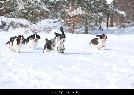 Englischer Springer Spaniel im Schnee, Winterzeit Stockfoto