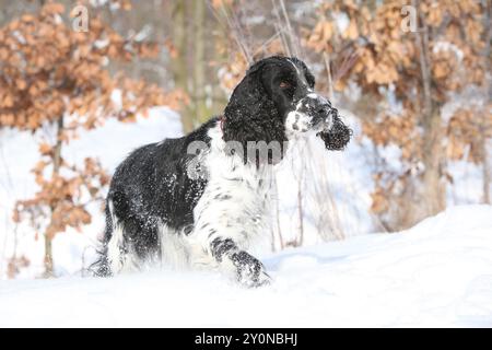 Englischer Springer Spaniel im Schnee, Winterzeit Stockfoto