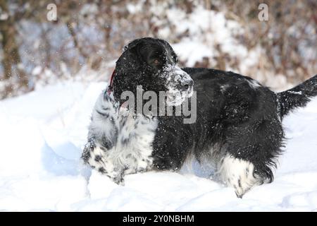 Englischer Springer Spaniel im Schnee, Winterzeit Stockfoto