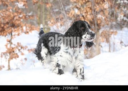 Englischer Springer Spaniel im Schnee, Winterzeit Stockfoto