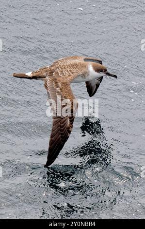 Toller Sturmtaucher im Flug Stockfoto