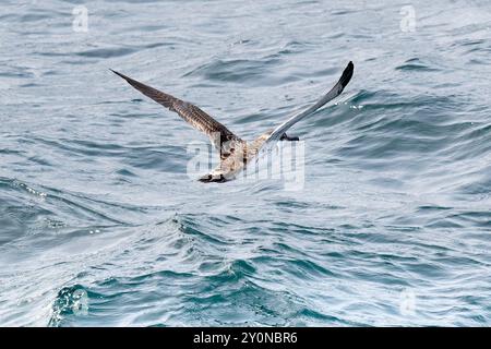 Toller Sturmtaucher im Flug Stockfoto