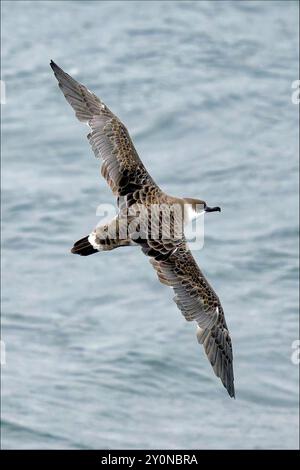 Toller Sturmtaucher im Flug Stockfoto