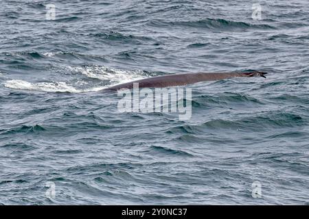 Auf einen atlantikwal folgt ein großes Sturmwasser Stockfoto