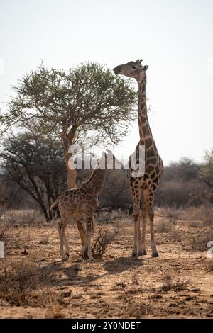 Eine Erwachsene und eine Babygiraffe standen im Schatten eines Baumes auf den trockenen Ebenen Nordnamibias Stockfoto