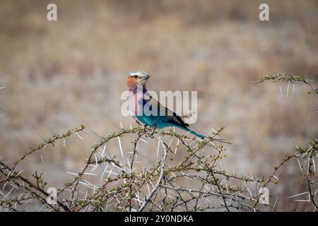 Eine farbenfrohe lilafarbene Rollrolle, die auf dem dornigen Zweig einer Akazie im Grasland des Etosha-Nationalparks in Namibia thront Stockfoto