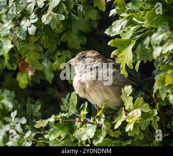 Nahaufnahme eines jungen Spatzes (Passer domesticus) mit flauschigen Federn in einer Weißdornhecke, Schottland, Großbritannien Stockfoto