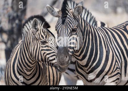 Eine Nahaufnahme der Gesichter zweier ebener Zebras, die im Etosha-Nationalpark, Namibia, dicht nebeneinander stehen Stockfoto