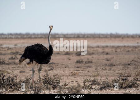 Ein ausgewachsener männlicher Strauß, der auf dem heißen Grasland des Etosha-Nationalparks in Namibia in die Kamera schaut Stockfoto