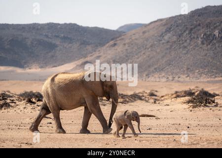 Ein Erwachsener und ein Baby Elefant spazieren durch die Wüste mit Bergen im Hintergrund in Damaraland, Namibia Stockfoto