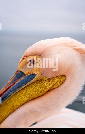 Äußerste Nahaufnahme der Seite des Kopfes eines großen weißen Pelikans auf einem Boot in Walvis Bay, Namibia Stockfoto