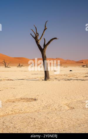 Ein einzelner, toter Baum mit versteinertem Wald und Sanddünen im Hintergrund in Deadvlei, Namibia Stockfoto