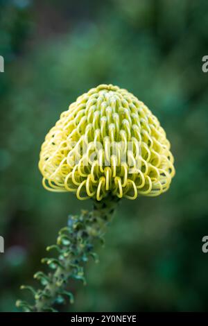 Eine Nahaufnahme einer gelben kissenförmigen Protea-Blüte, die gerade in Kapstadt, Südafrika, blüht Stockfoto