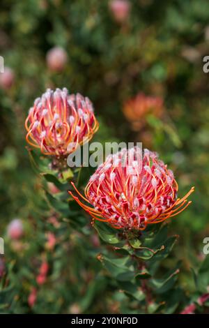 Zwei rote kissenförmige Protea-Blüten vor grünem Hintergrund in Kapstadt, Südafrika Stockfoto