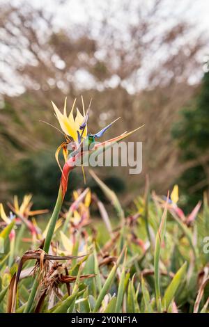 Ein grüner sonnenvogel, der auf einer Kranblume in einem Garten in Kapstadt, Südafrika, sitzt Stockfoto