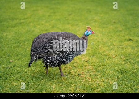 Eine Nahaufnahme eines Perlhühnes mit Helm, der über Gras in Kapstadt, Südafrika, wandert Stockfoto