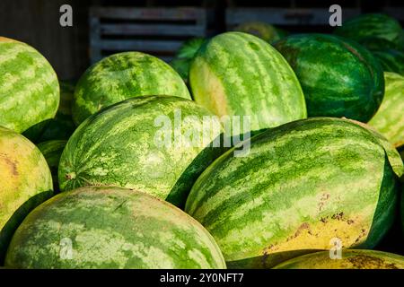 Frische reife Wassermelonen in Holzkisten mit niedrigem Winkel Stockfoto