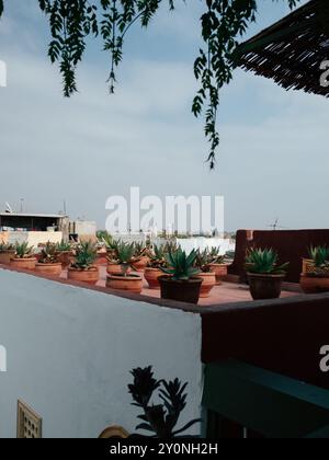 Auf der Dachterrasse gibt es eine Vielzahl von Topfpflanzen, mit einer malerischen Skyline der Stadt, die im Hintergrund unter einem ruhigen Himmel zu sehen ist. Stockfoto