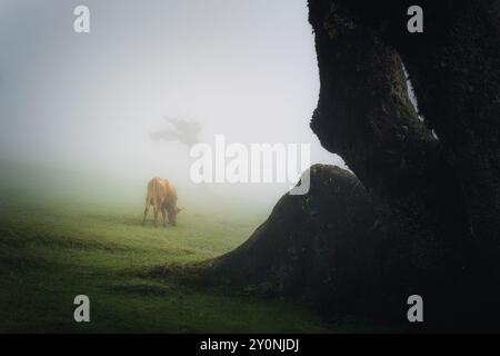 Schöne Kunst Fanal Wald in Madeira, Portugal, mit einer Kuh weidet, an einem nebeligen Tag, einem Lorbeerstamm im Vordergrund, Nebel, dramatische Landschaft Stockfoto
