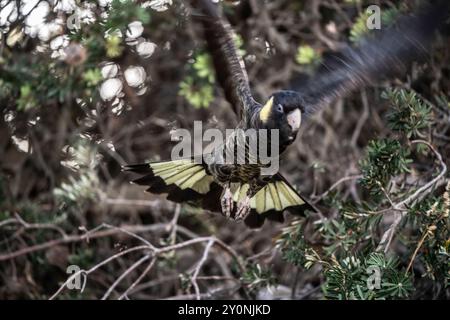 Gelbschwanzkakadu im Flug, Alonnah, Bruny Island, Tasmanien, Australien Stockfoto