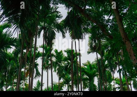 Hohe coconat-Palmen, dicht vor hellem Himmel, Bangladesch. Stockfoto