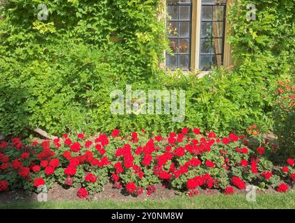 Blumenbeet und Kletterpflanze, im Garten des vorderen Viertels, vor der alten Bibliothek des 1263 gegründeten Balliol College der Universität Oxford Stockfoto