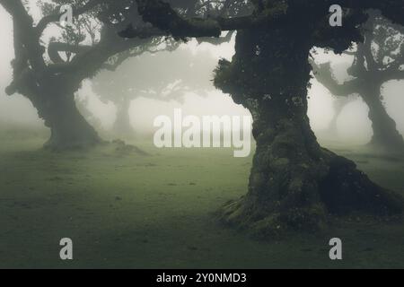 Der alte Fanal-Wald auf Madeira, portugiesische Insel, mit Lorbeerbäumen, dunkler, düsterer, gruseliger Atmosphäre mit Nebel Stockfoto