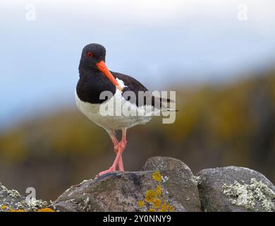 Austernfischer Stockfoto