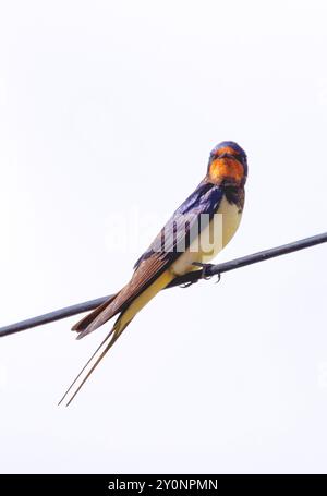 Rauchschwalbe Stockfoto