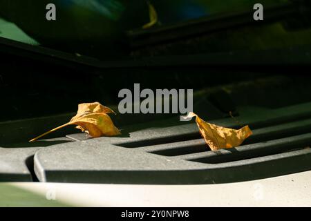 Teilansicht eines Autos mit zwei Blättern, die im Herbst von einem Baum fallen, Herbstkonzept Stockfoto