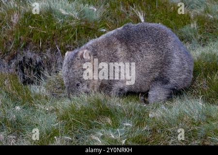 Blick auf einen Wambat, der klein ist, mit einem Stummelschwanz Beuteltier, das zwischen 20 und 35 kg (44 und 77 lb) wiegt - Cradle Mountain-Lake St Clair National Stockfoto